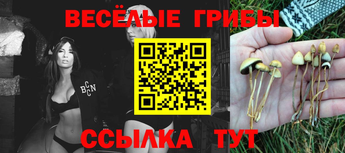 Галлюциногенные грибы мицелий  Псилоцибиновые грибы Psilocybe  Вход с VPN  Кувандык 